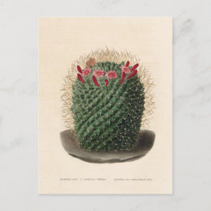 Carte Postale Illustration botanique de Cactus de 1841