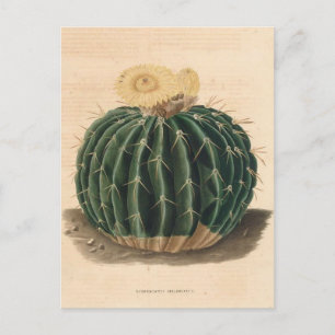 Carte Postale Illustration botanique de Cactus de 1841