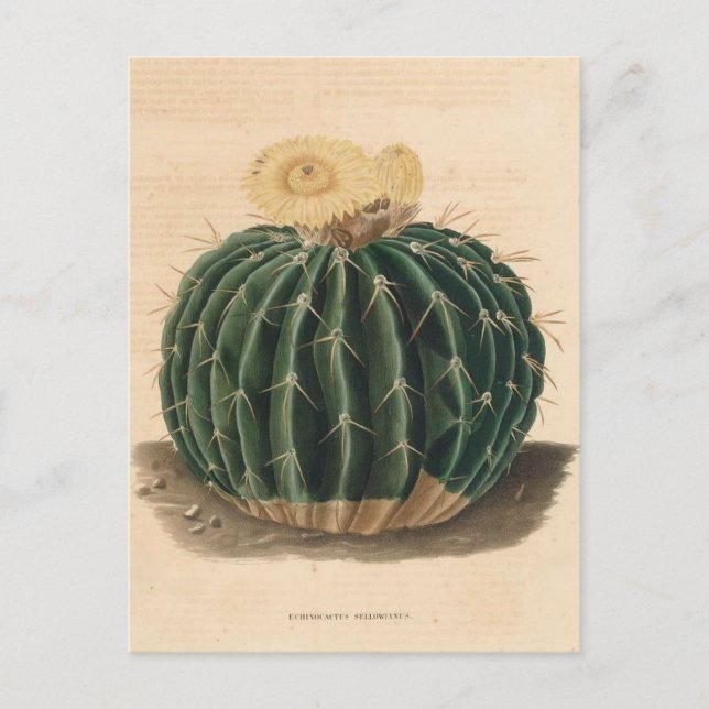 Carte Postale Illustration botanique de Cactus de 1841 (Devant)