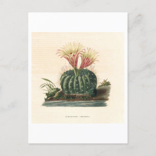 Carte Postale Illustration botanique de Cactus de 1841
