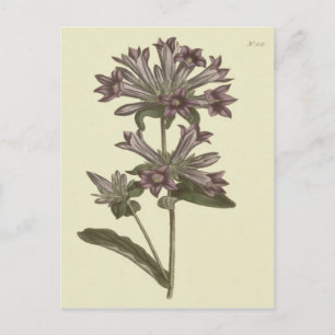 Carte Postale Illustration botanique de Campanule en grappe