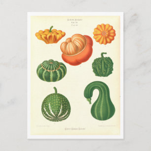 Carte Postale Illustration botanique de courges d'un catalogue d