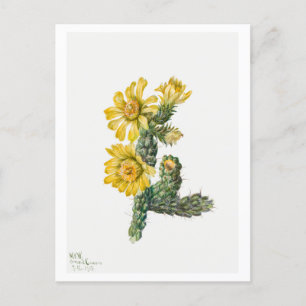 Carte Postale Illustration botanique de Cylindropuntia Whipplei