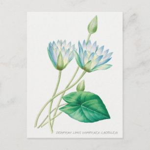 Carte Postale Illustration botanique de fleur de lotus bleu pâle