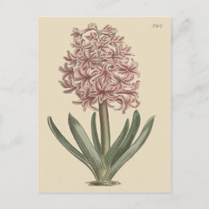 Carte Postale Illustration botanique de jacinthe des jardins