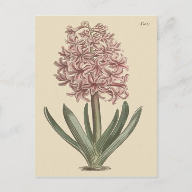 Carte Postale Illustration botanique de jacinthe des jardins (Devant)