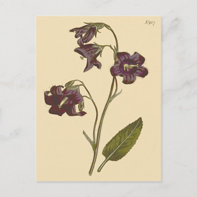 Carte Postale Illustration botanique de la Campanule à feuilles  (Devant)