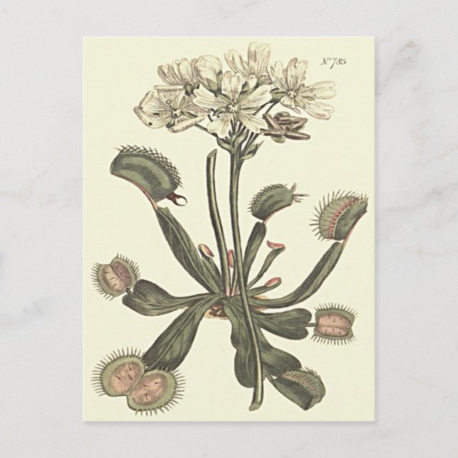 Carte Postale Illustration botanique de la Dionee attrape-mouche (Devant)