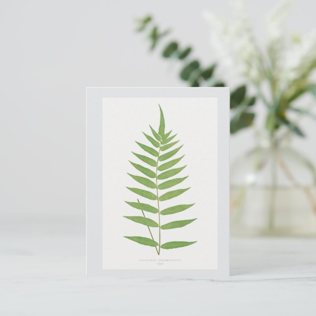 Carte Postale Illustration botanique de la feuille de fern (Debout devant)