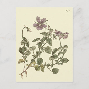 Carte Postale Illustration botanique de la violette cornue