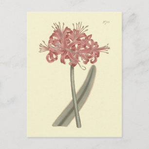 Carte Postale Illustration botanique de l'Amaryllis à feuilles g