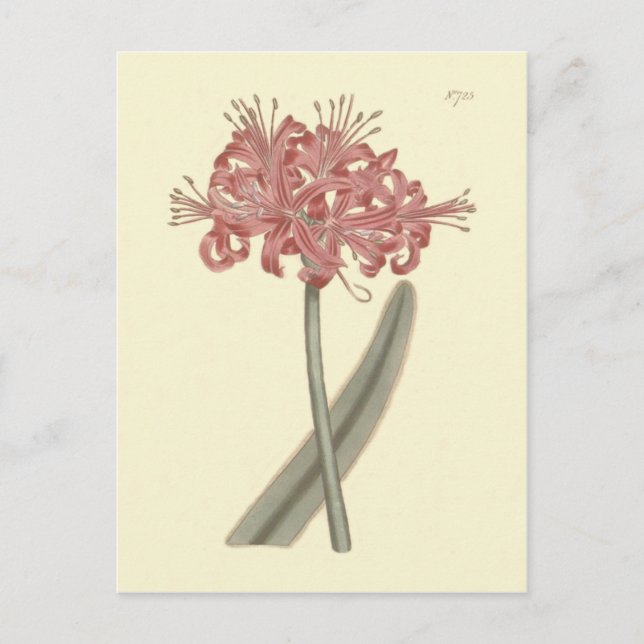 Carte Postale Illustration botanique de l'Amaryllis à feuilles g (Devant)