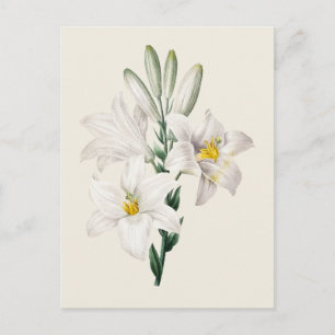 Carte Postale Illustration botanique de lys blanc vintage