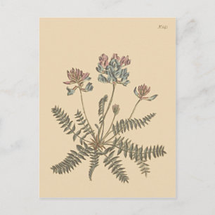 Carte Postale Illustration botanique de Mountain Milkvetch