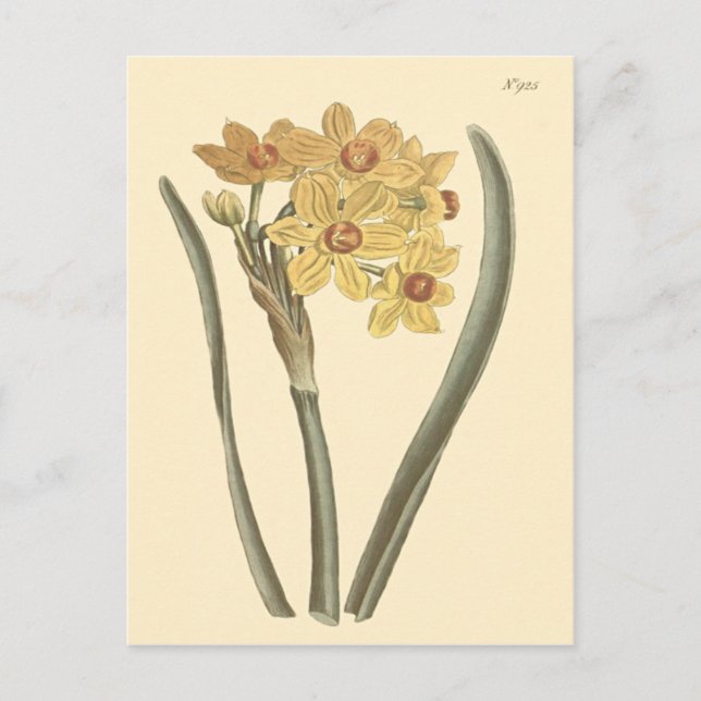 Carte Postale Illustration botanique de narcisse polyanthus (Devant)