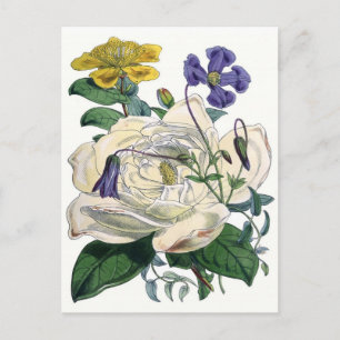 Carte Postale Illustration botanique de Rose blanche