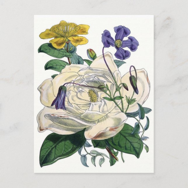 Carte Postale Illustration botanique de Rose blanche (Devant)