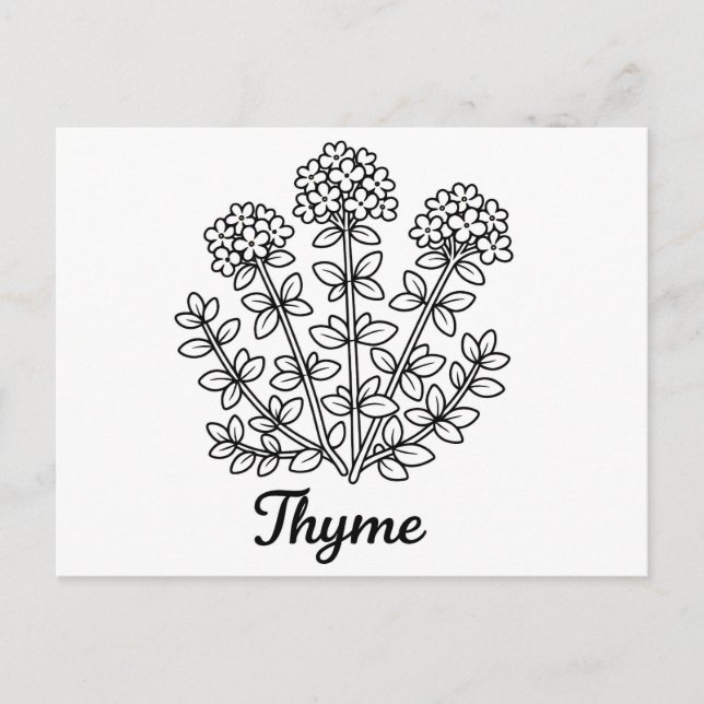 Carte Postale Illustration botanique de thym noir et blanc  (Devant)