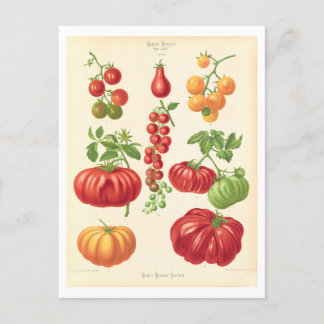 Carte Postale Illustration botanique de tomate du catalogue des