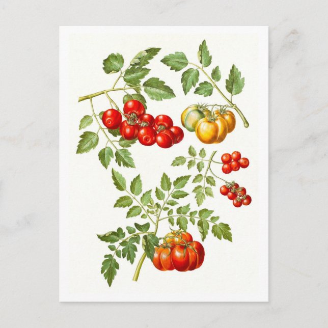 Carte Postale Illustration botanique de tomate vintage (Devant)
