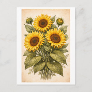 Carte Postale Illustration botanique de tournesol de style vinta