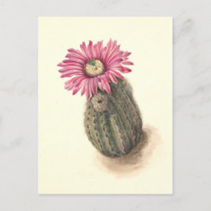 Carte Postale Illustration botanique de Turkeyhead Cactus