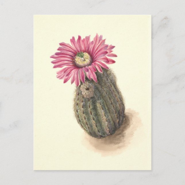 Carte Postale Illustration botanique de Turkeyhead Cactus (Devant)
