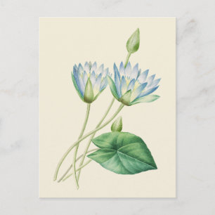 Carte Postale Illustration botanique du lotus égyptien vintage