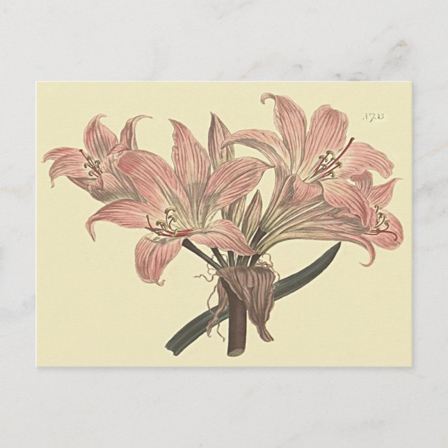 Carte Postale Illustration botanique du lys belladone rose (Devant)