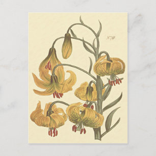 Carte Postale Illustration botanique du lys pompon orange