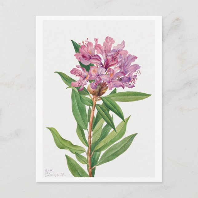 Carte Postale Illustration botanique du Rhododendron rose (Devant)
