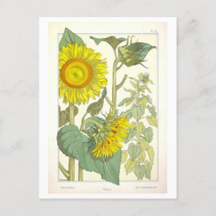 Carte Postale Illustration botanique du tournesol vintage