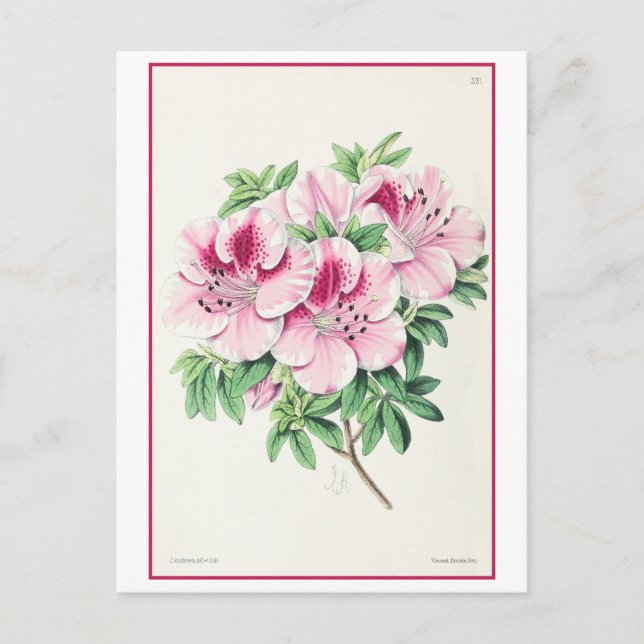 Carte Postale Illustration botanique rose azalée Vintage (Devant)