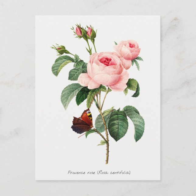 Carte Postale Illustration botanique rose et papillon (Devant)