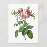 Illustration botanique rose vintage, Redoute