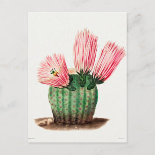 Carte Postale Illustration botanique vintage