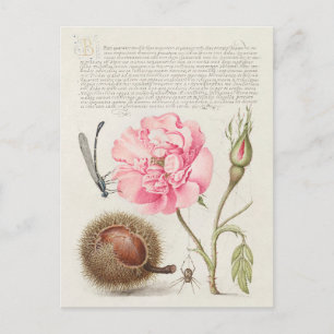 Carte Postale Illustration botanique vintage