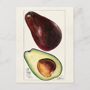 Carte Postale Illustration botanique vintage