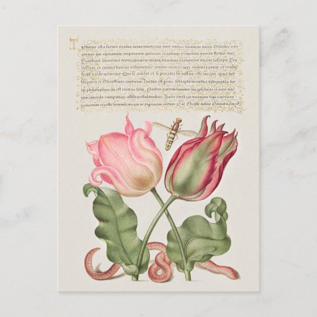 Carte Postale Illustration botanique vintage (Devant)