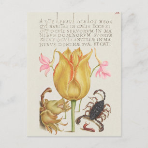 Carte Postale Illustration botanique vintage