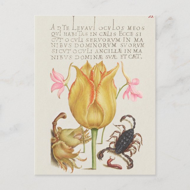 Carte Postale Illustration botanique vintage (Devant)