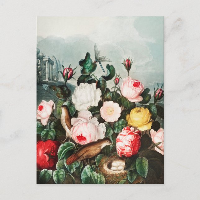 Carte Postale Illustration botanique vintage (Devant)