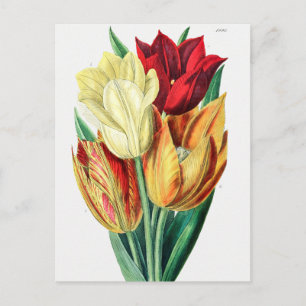 Carte Postale Illustration botanique vintage