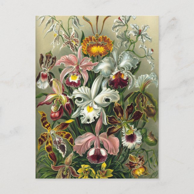 Carte Postale Illustration botanique vintage (Devant)