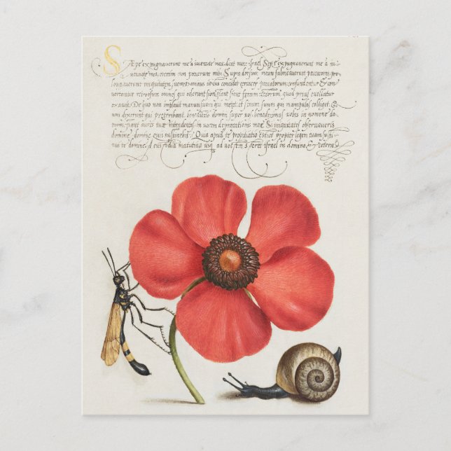Carte Postale Illustration botanique vintage (Devant)