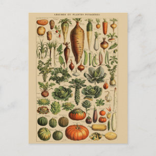 Carte Postale Illustration botanique vintage