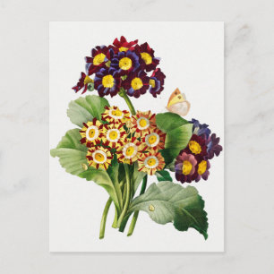 Carte Postale Illustration botanique vintage