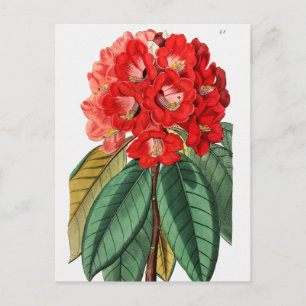 Carte Postale Illustration botanique vintage