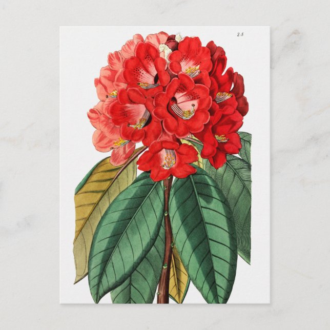 Carte Postale Illustration botanique vintage (Devant)