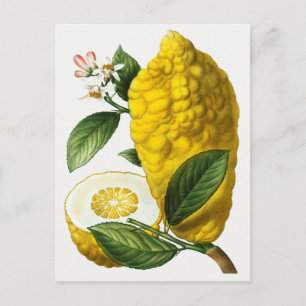 Carte Postale Illustration botanique vintage